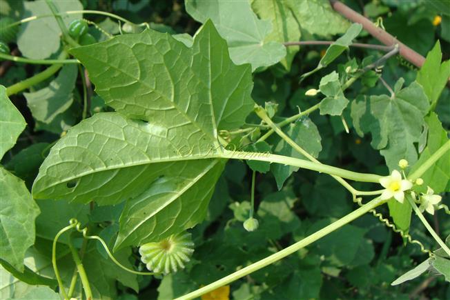  Petiole and Bifid tendril